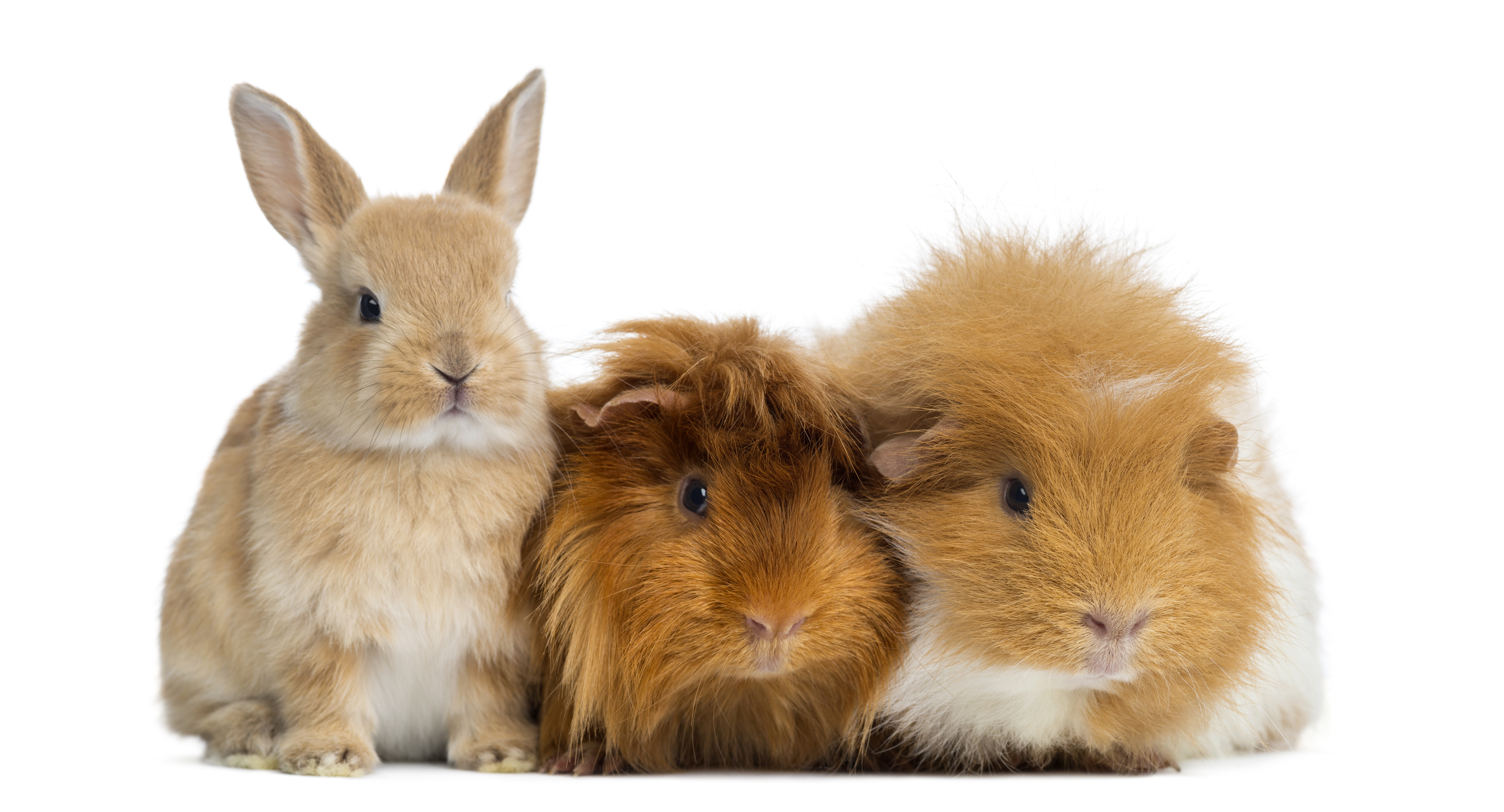 Dwarf Rabbit And Guinea Pigs Isolated On White Eye Specialists For Animals