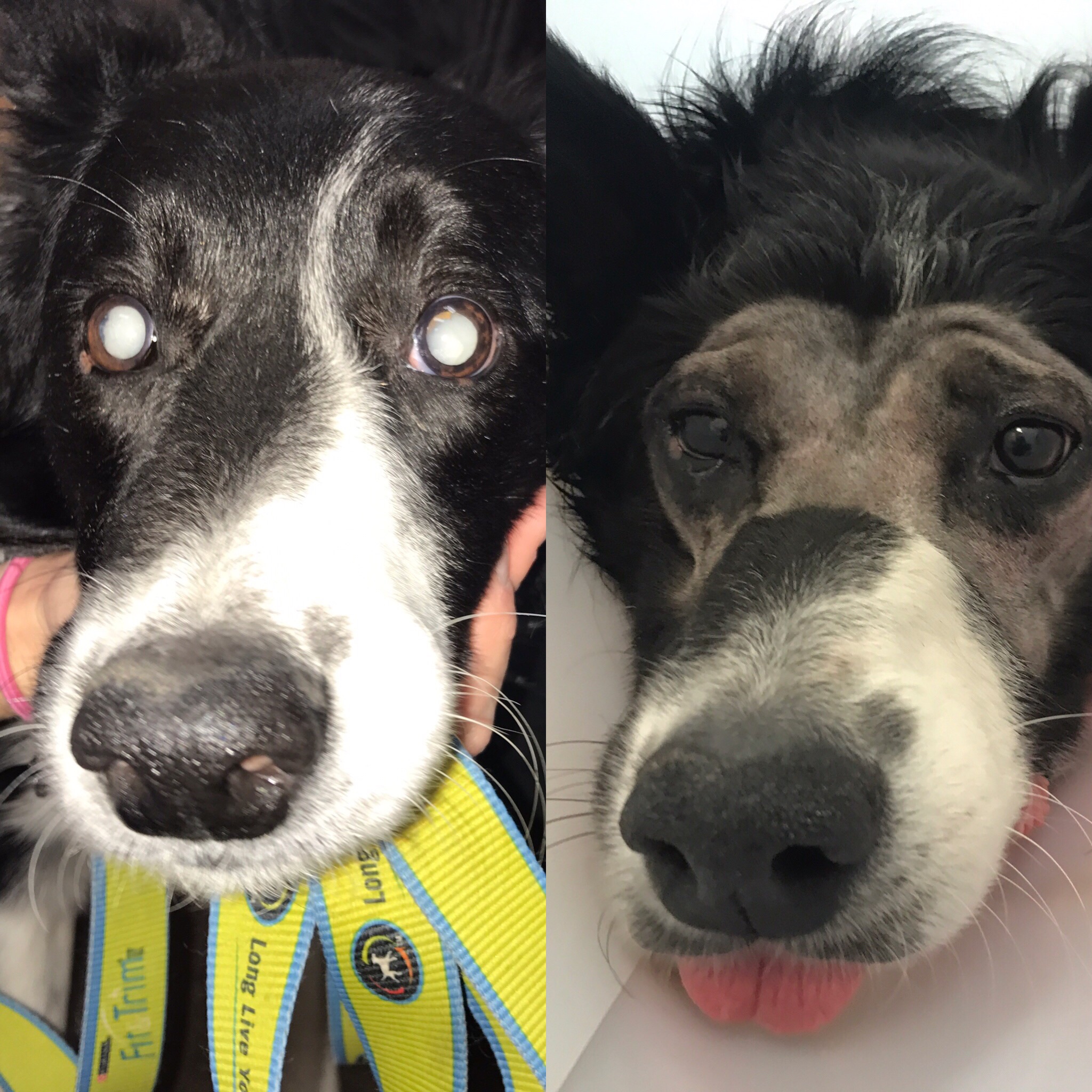 eye surgery in dogs
