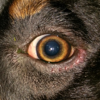 Animal Eye Treatment Case Photos - Eye Specialists For Animals