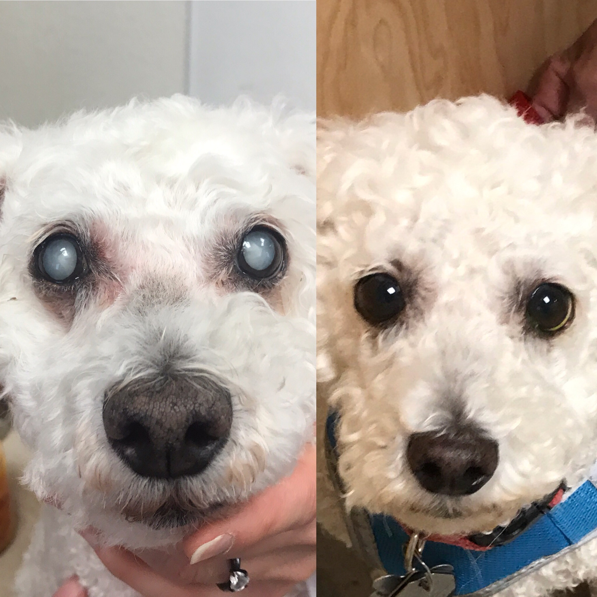 eye surgery in dogs