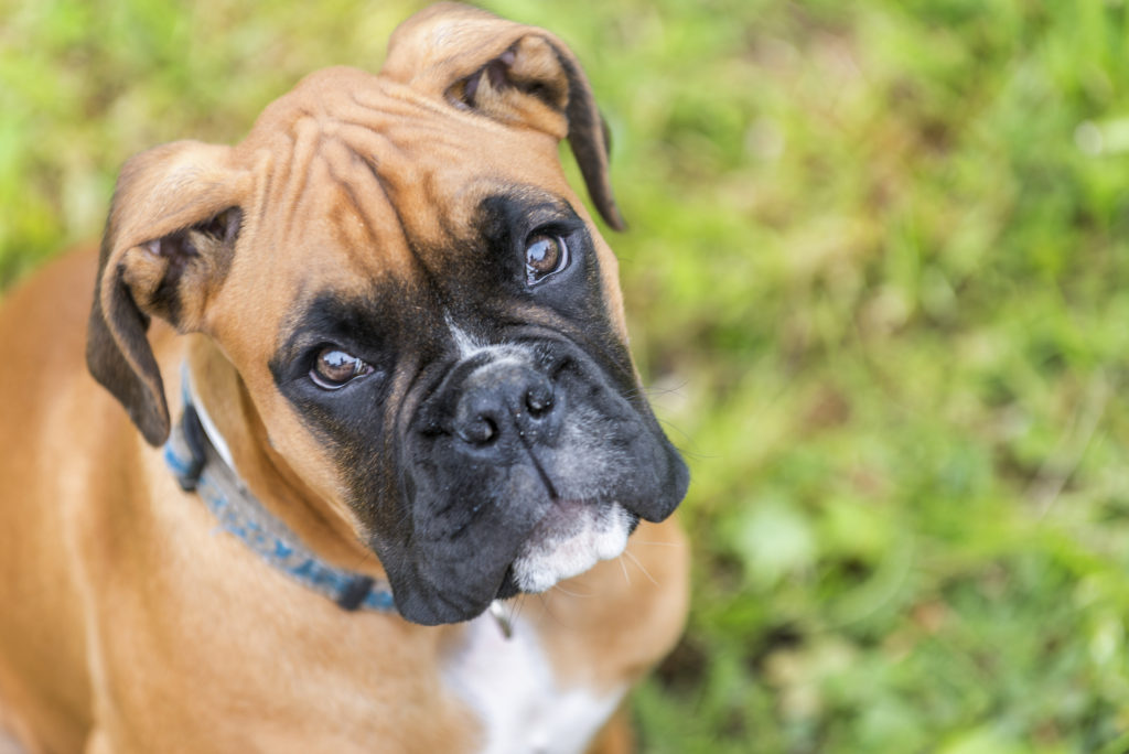 Portrait of young boxer dog. - Eye Specialists for Animals