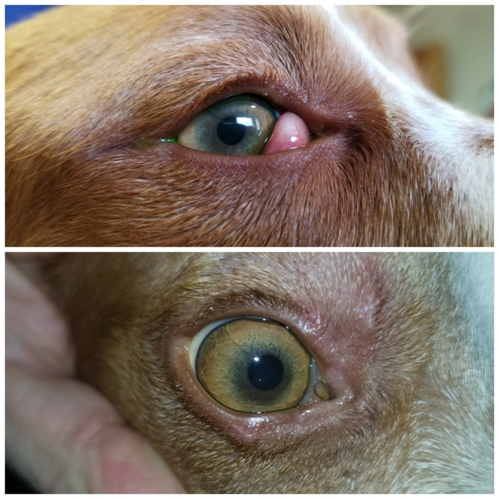 Animal Eye Treatment Case Photos - Eye Specialists for Animals